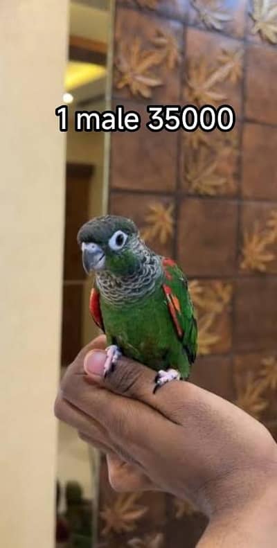 Budgies N Australian Parrots For Sell