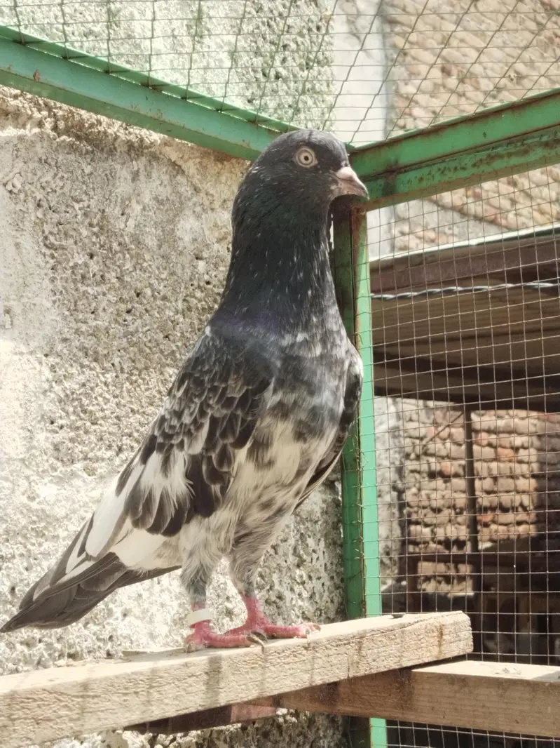 Teddy Golden resulted breeder birds
