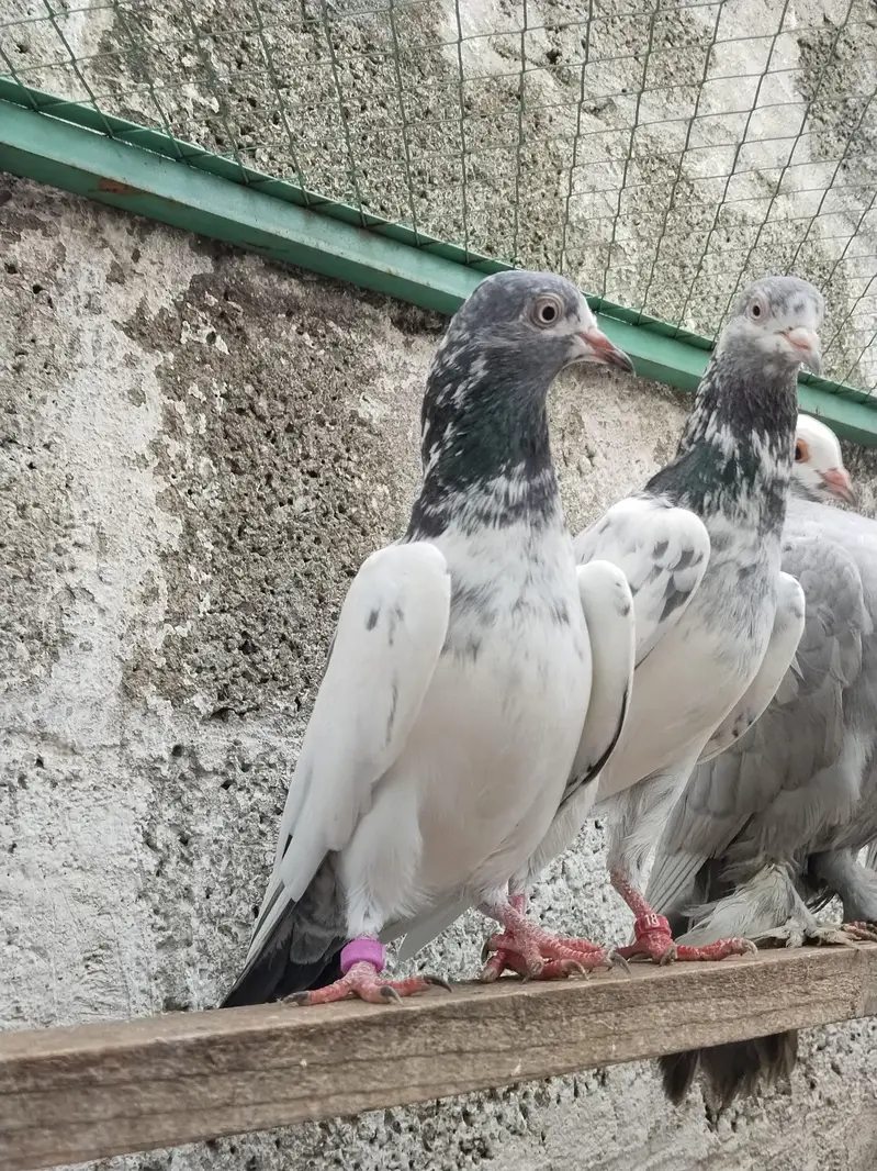 Teddy Golden resulted breeder birds — photo 2