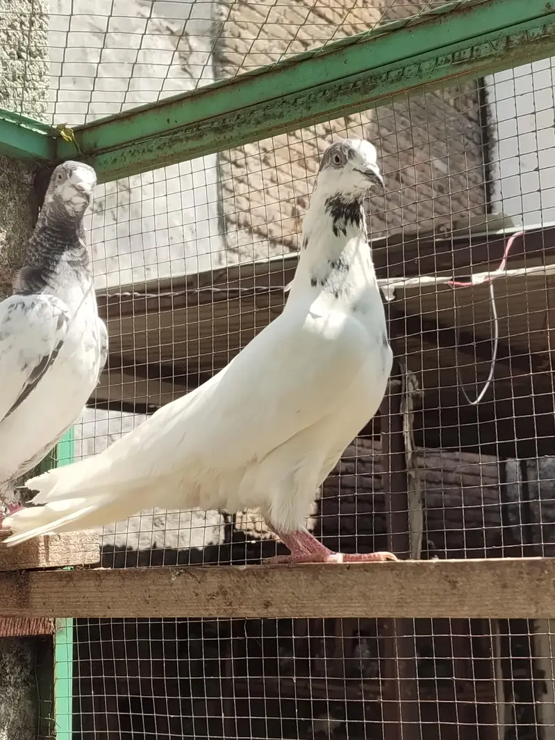 Teddy Golden resulted breeder birds — photo 3