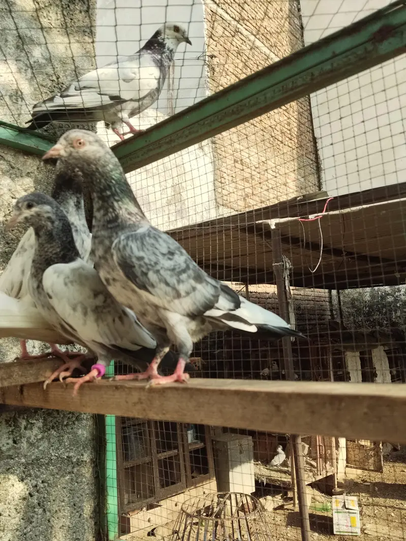 Teddy Golden resulted breeder birds — photo 4
