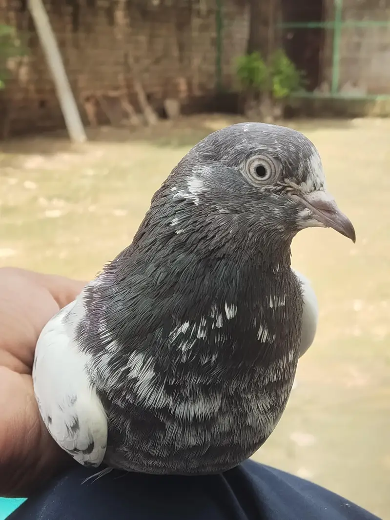 Teddy Golden resulted breeder birds — photo 5