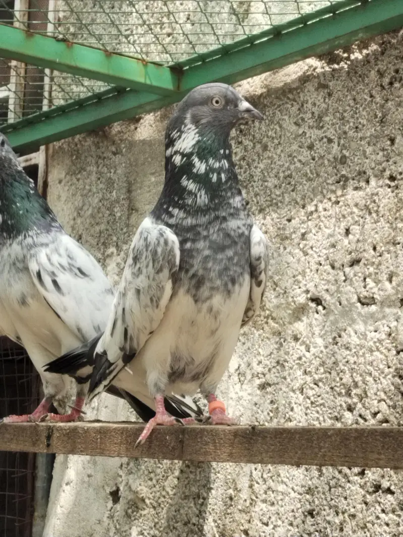 Teddy Golden resulted breeder birds — photo 6