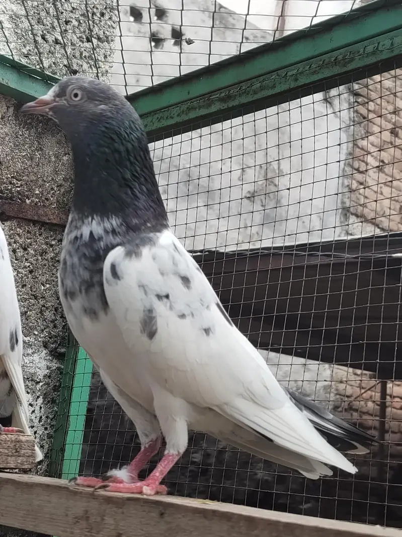 Teddy Golden resulted breeder birds — photo 7