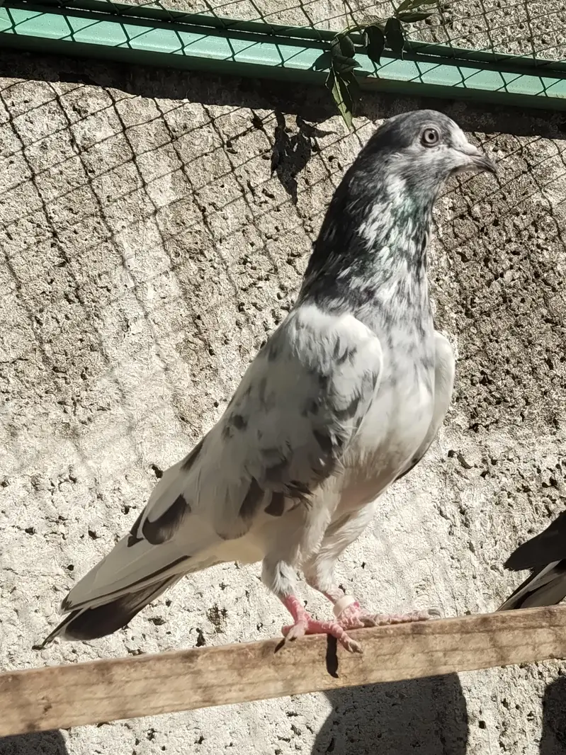 Teddy Golden resulted breeder birds — photo 8