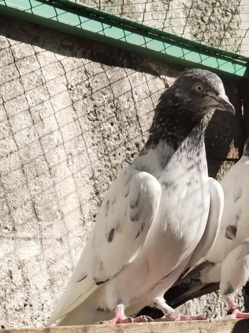 Teddy Golden resulted breeder birds — photo 9
