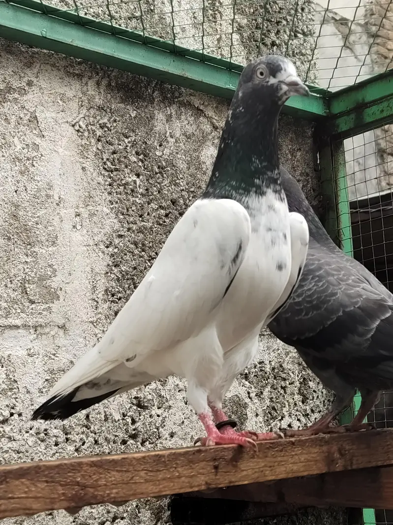 Teddy Golden resulted breeder birds — photo 10