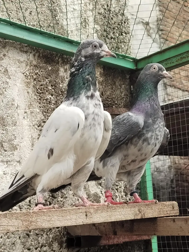 Teddy Golden resulted breeder birds — photo 11