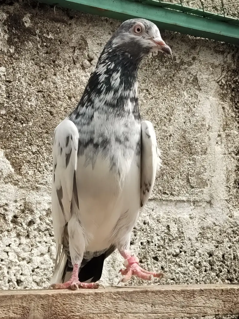 Teddy Golden resulted breeder birds — photo 12