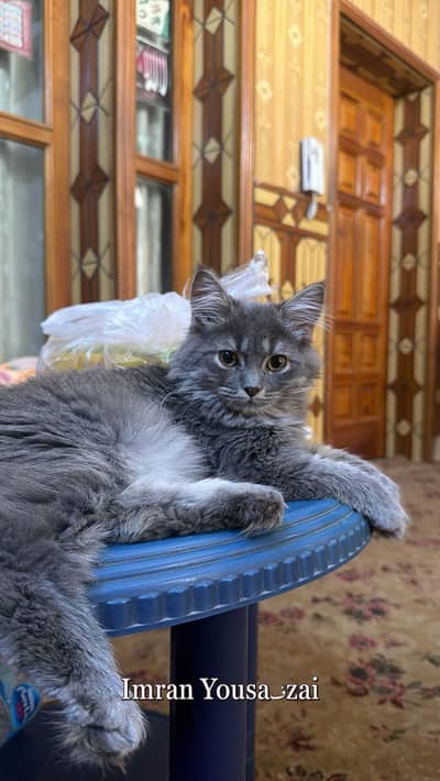 Cutest persian male kitten smoke grey for sale