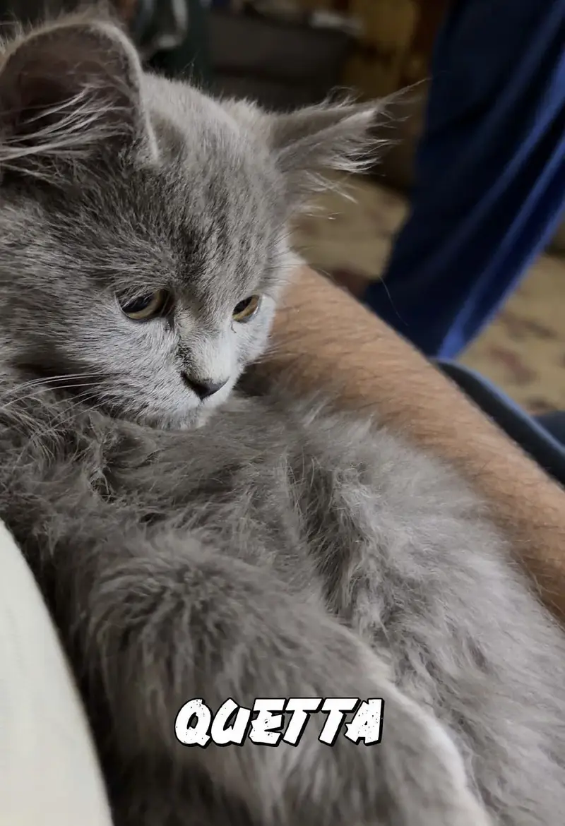 Cutest persian male kitten smoke grey for sale — photo 2