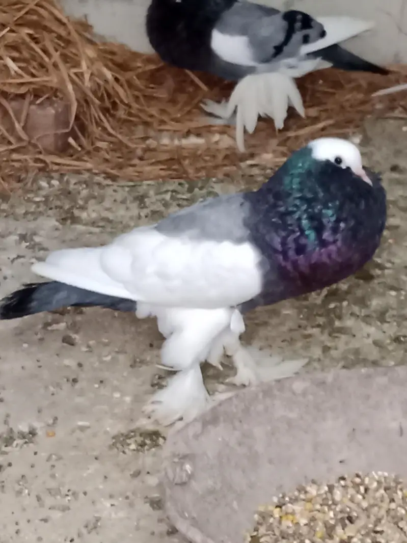 MAGPIE POUTER BIG BALLOON — photo 5