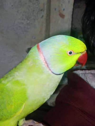 green parrot