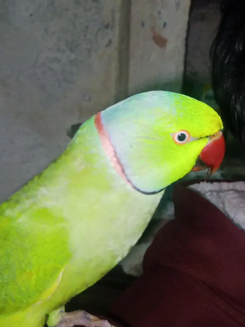 green parrot