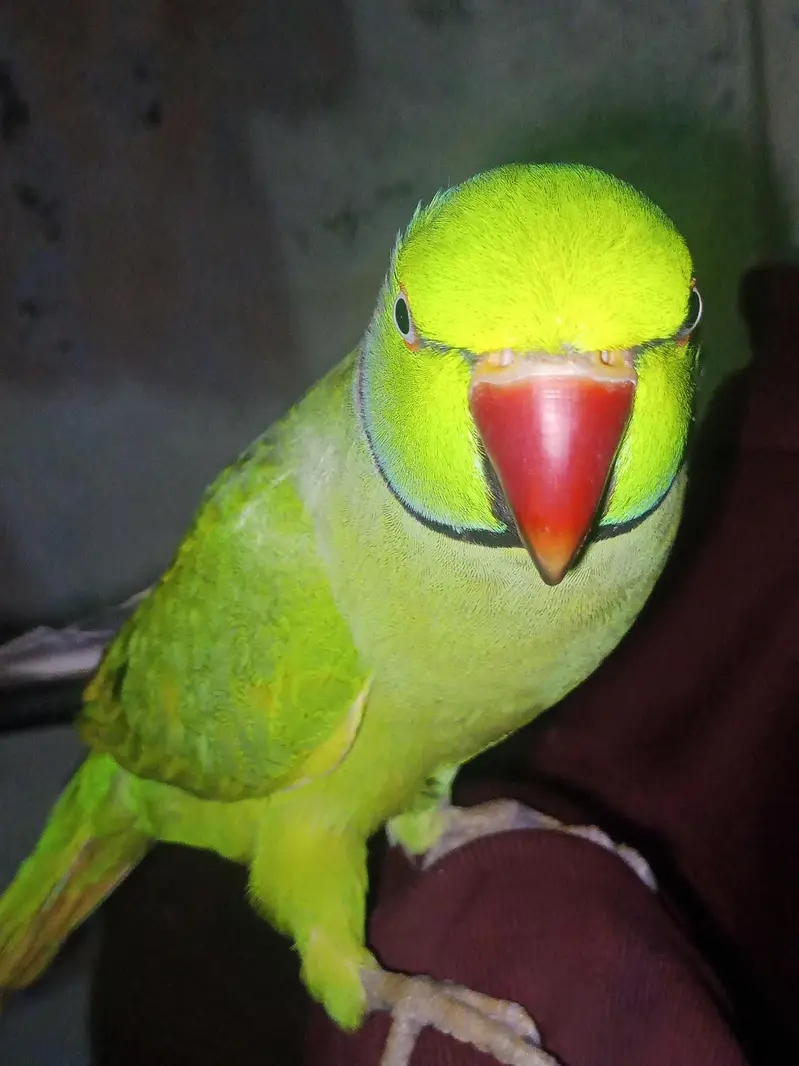 green parrot — photo 2
