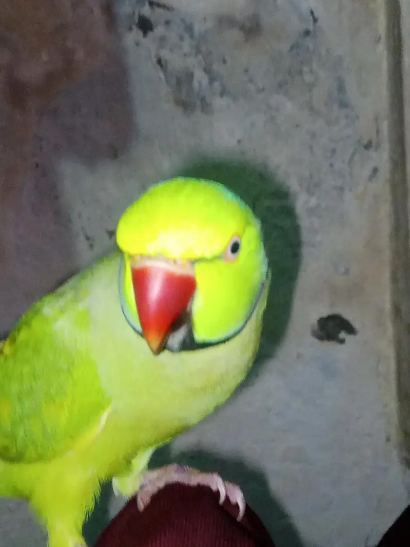green parrot — photo 3