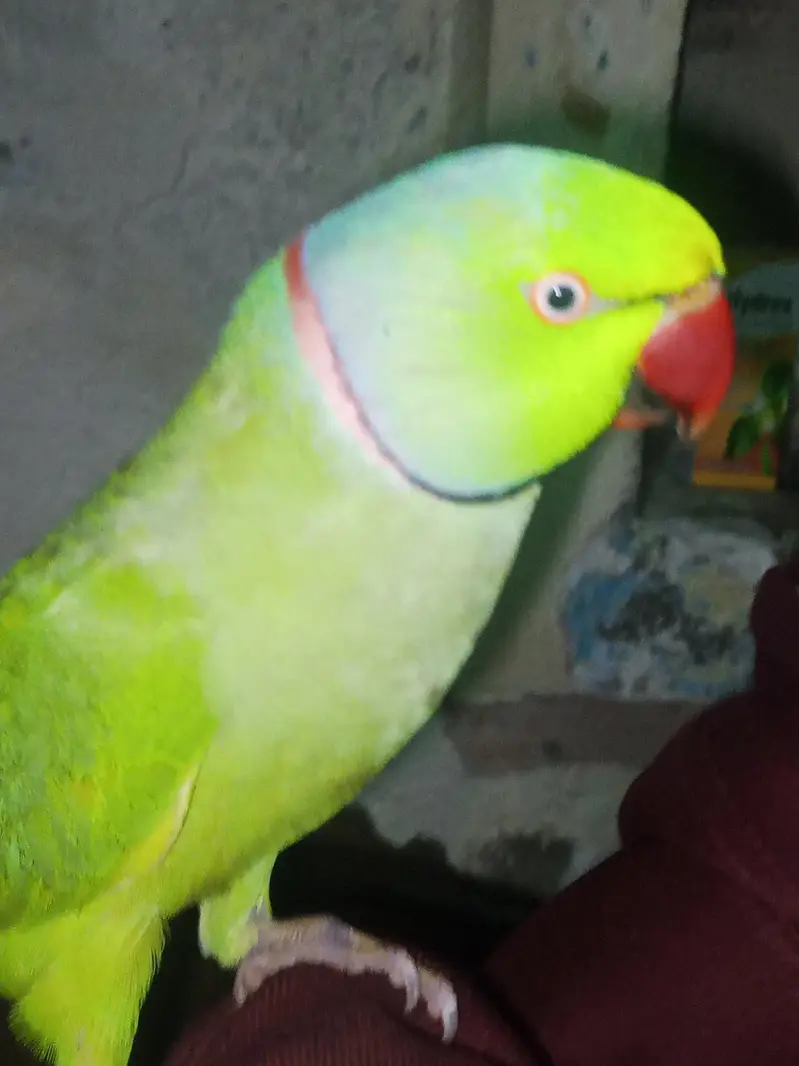 green parrot — photo 4