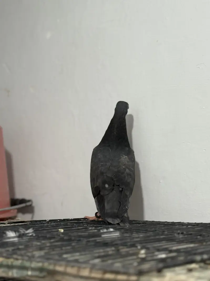 Black Teddy — photo 3