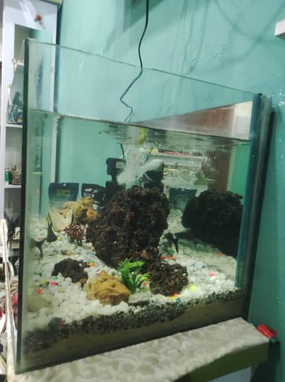 fish Aquarium