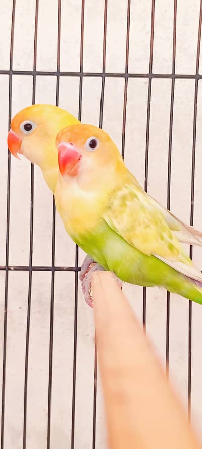 love birds