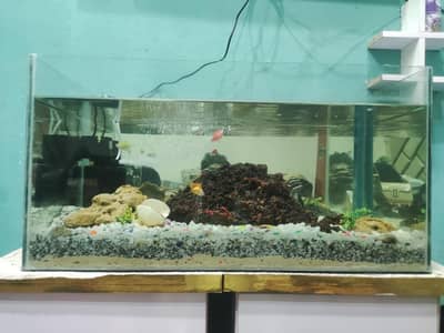 Fish Aquarium