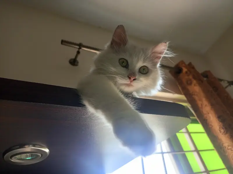 White fluffy Persian male kitten — photo 2