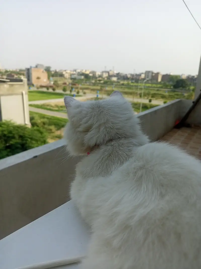White fluffy Persian male kitten — photo 3