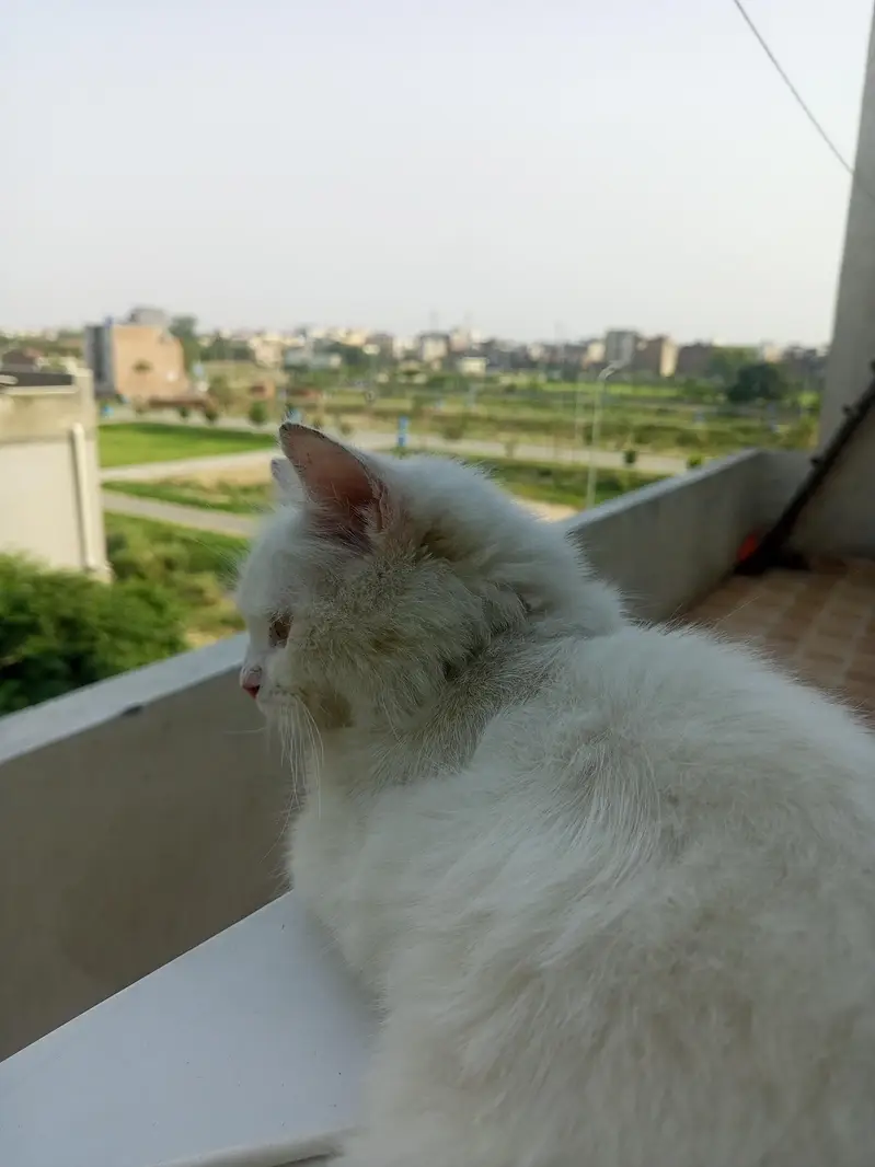White fluffy Persian male kitten — photo 4