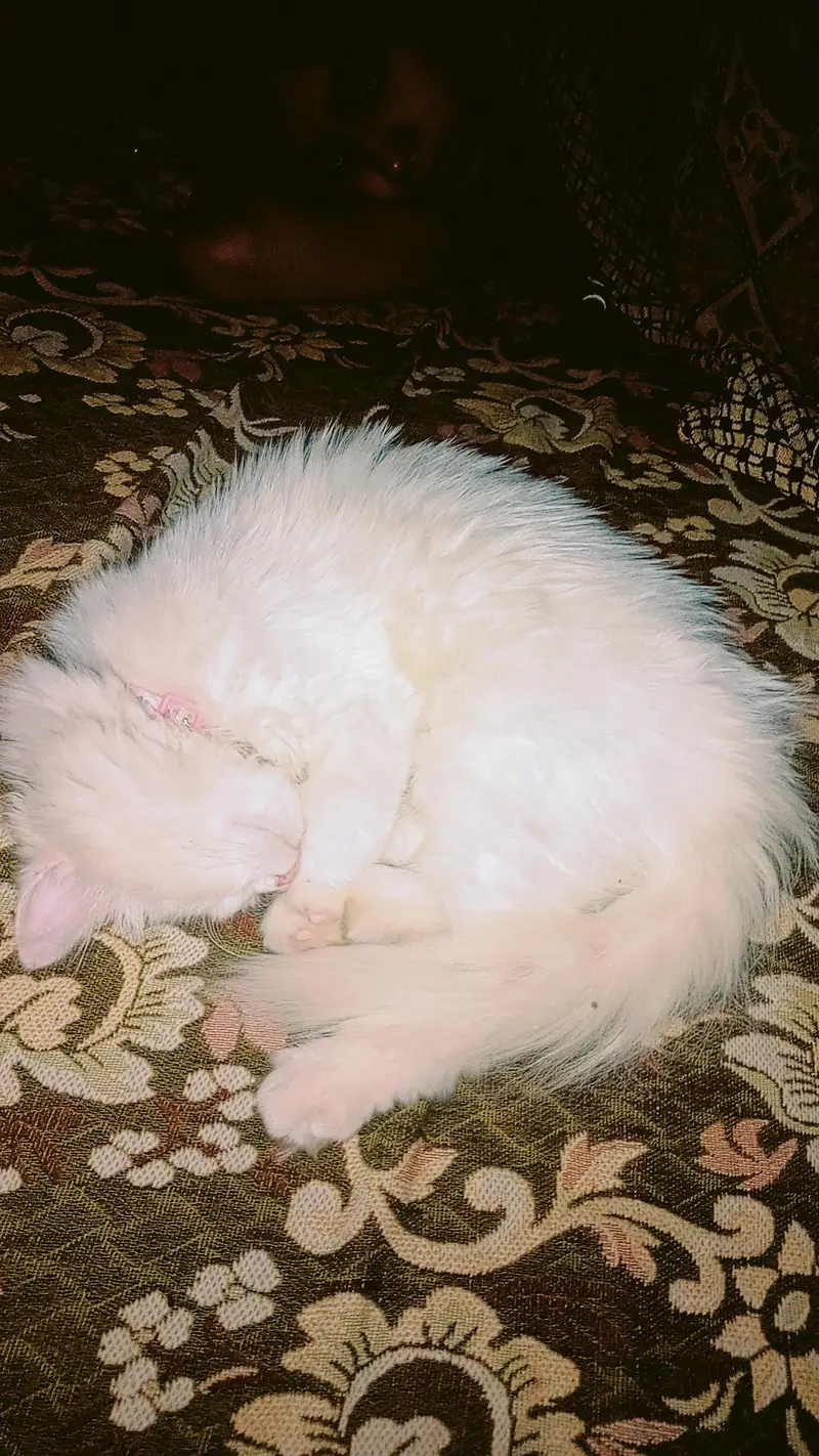 White fluffy Persian male kitten — photo 7