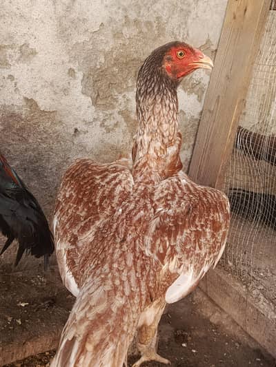 Rooster For sale