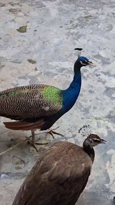 Peacock Moor blue shoulder pair 4 years old available for sale