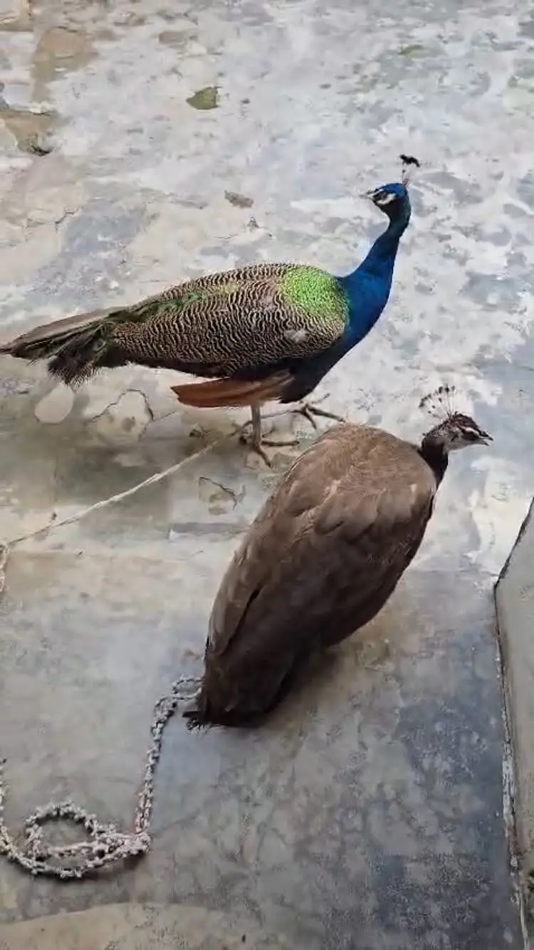 Peacock Moor blue shoulder pair 4 years old available for sale — photo 2