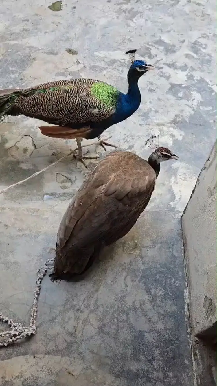 Peacock Moor blue shoulder pair 4 years old available for sale — photo 3
