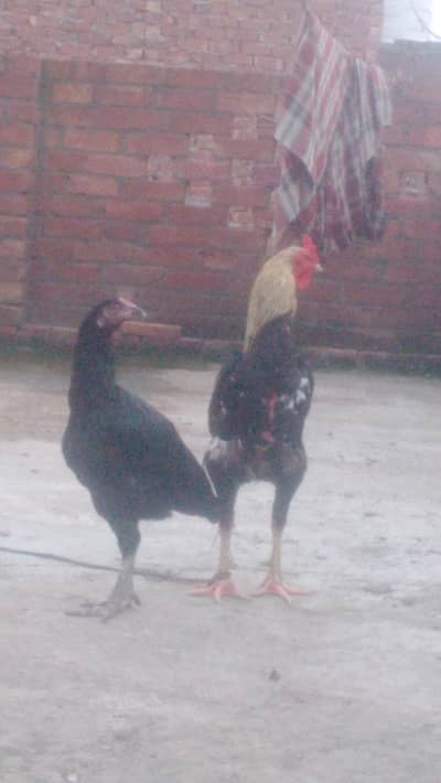 Pair in cheep. price/03054684356