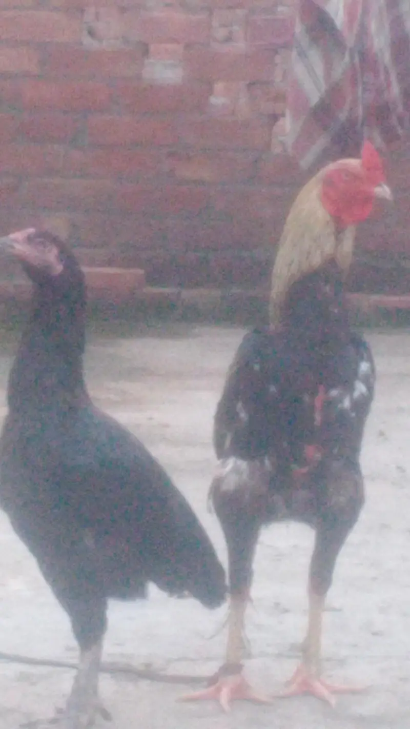 Pair in cheep. price/03054684356 — photo 2