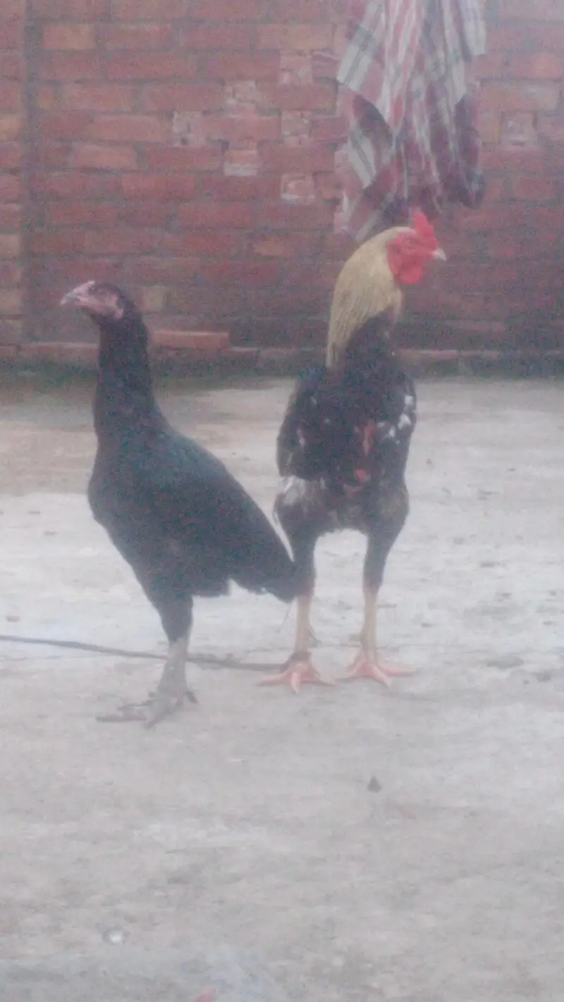Pair in cheep. price/03054684356 — photo 3