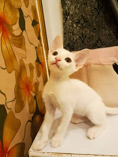 Kittens for Adoption