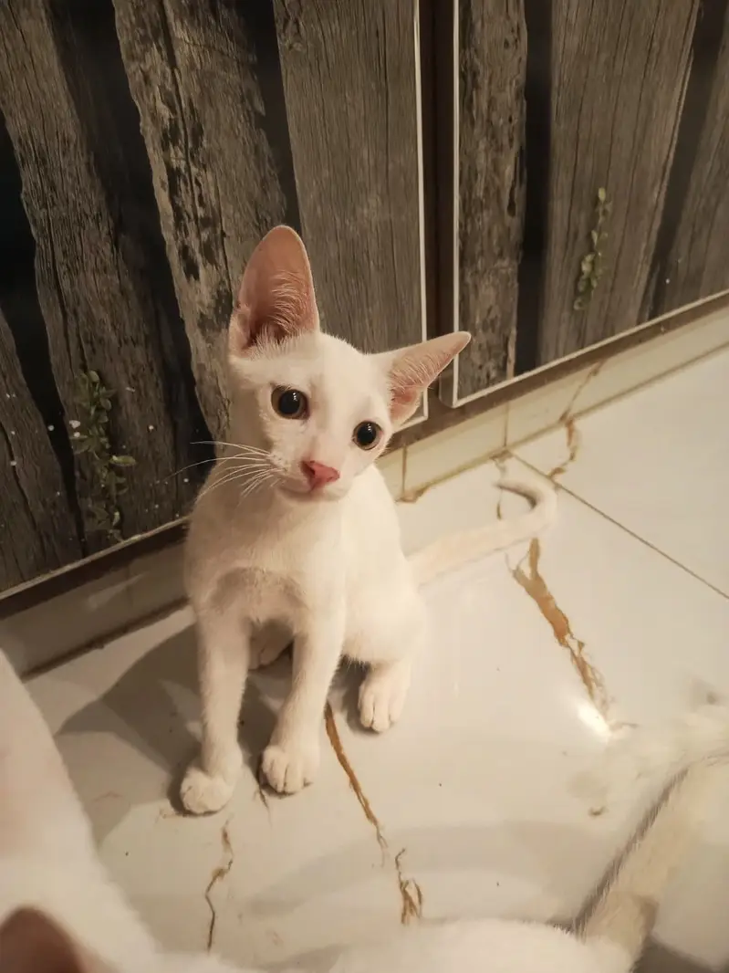 Kittens for Adoption — photo 2