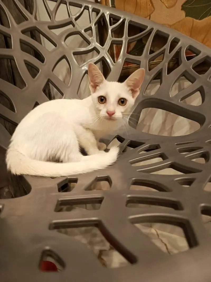 Kittens for Adoption — photo 3