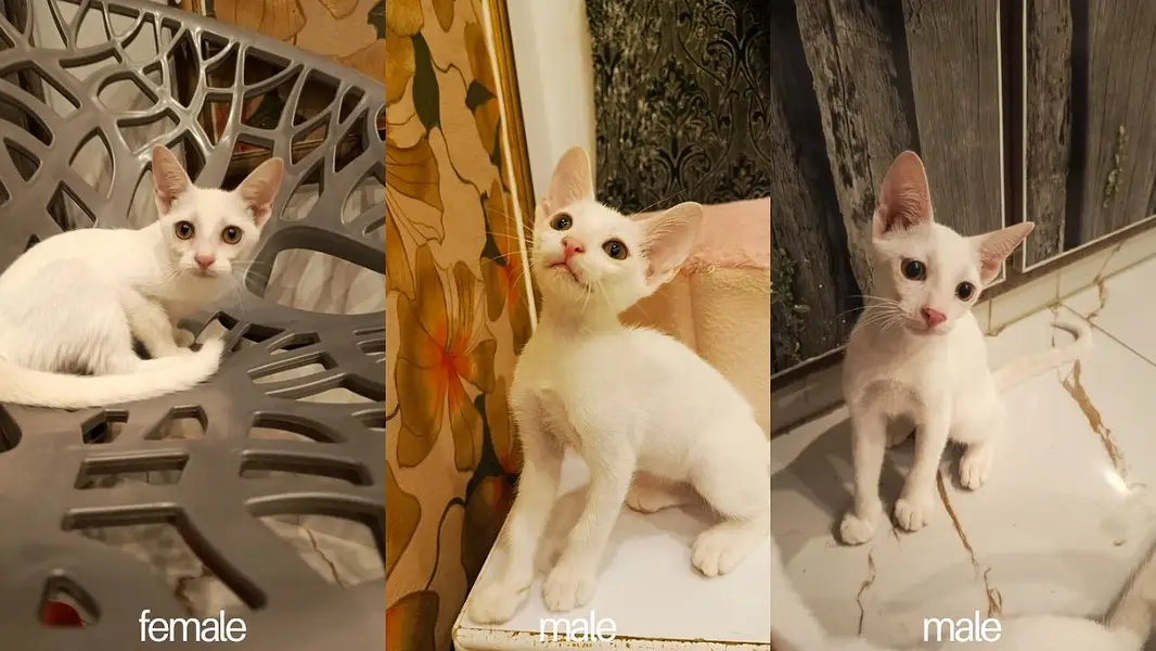 Kittens for Adoption — photo 4