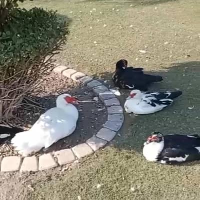 Muscovy big size ducks egg pair urgent sale