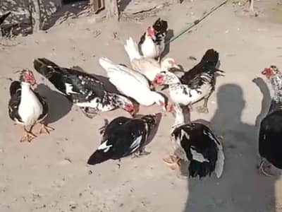 Muscovy ducks good quality pair 3700 rate finally