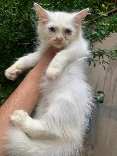 cat for sale