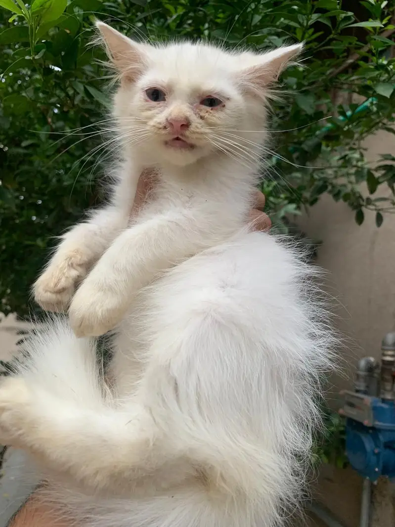cat for sale — photo 2