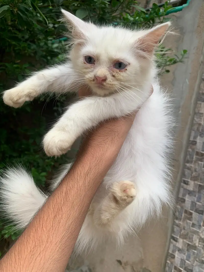 cat for sale — photo 3