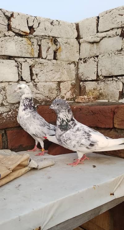 pure Neel summa pair for sale 