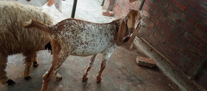 Mashallah makhi china breeder bacha