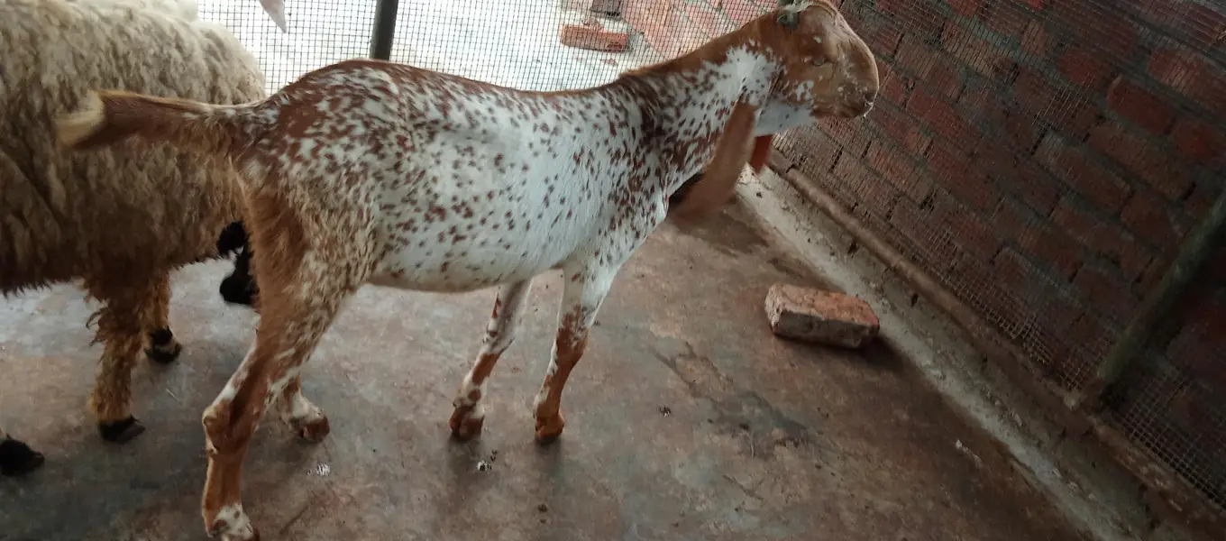 Mashallah makhi china breeder bacha — photo 2