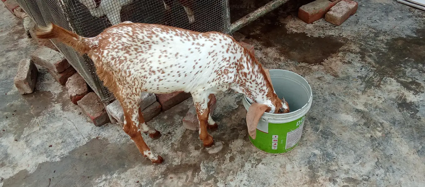 Mashallah makhi china breeder bacha — photo 3