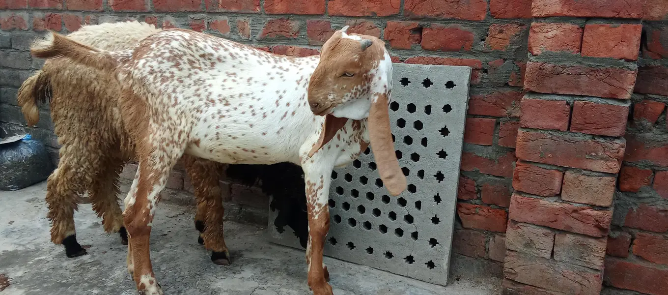 Mashallah makhi china breeder bacha — photo 4